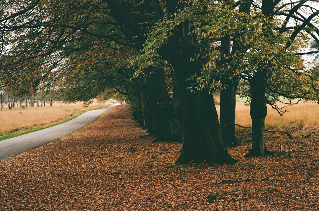 Nature, image 5
