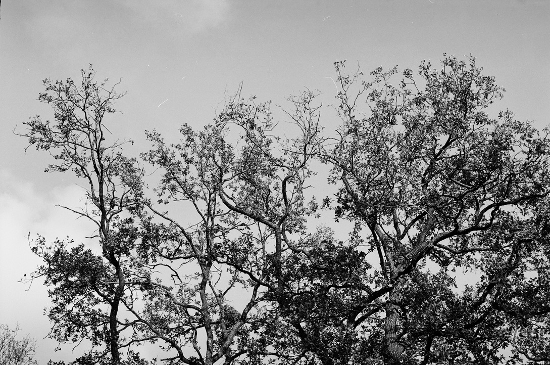 Nature, image 8